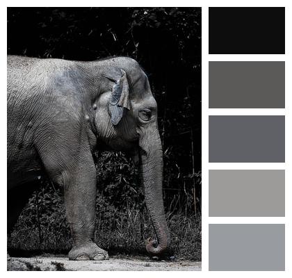 Phone Wallpaper Elephant Africa Image